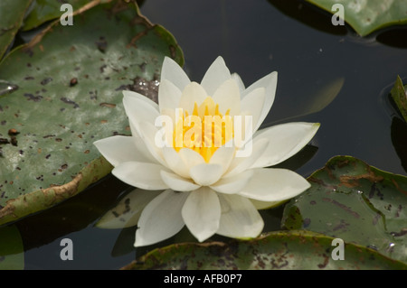Gros plan d'un nénuphar jaune blanc (Nymphaea) fleurissant dans un étang, entouré de nénuphars verts sur de l'eau sombre. Banque D'Images