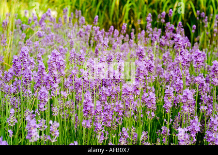 Gros plan de fleurs violettes vibrantes de lavande anglaise fleurissant dans un jardin d'été. Banque D'Images