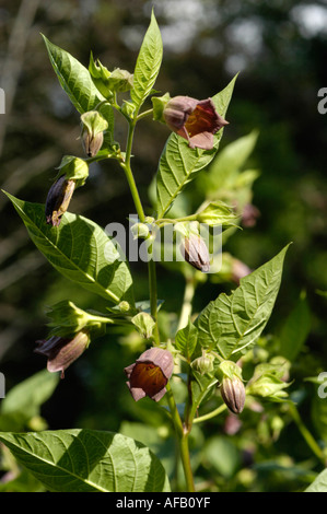 Belladone Dwale s mort Herb sorcière s Berry SOLANACEAE Atropa belladonna ou bella donna l'Europe Asie Banque D'Images