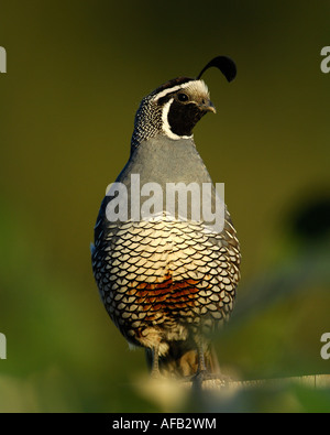 Homme colin de Californie (Callipepla californica) Banque D'Images