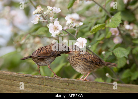 Alimentation nid oisillons (Prunella modularis) Banque D'Images