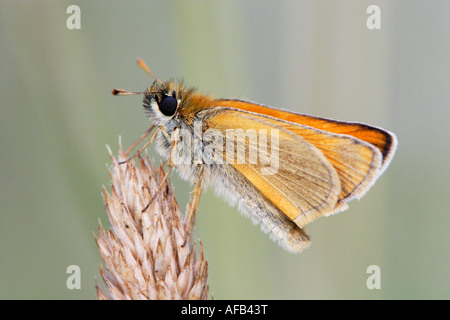 Skipper (Thymelicus lineola Essex) sur l'herbe Banque D'Images