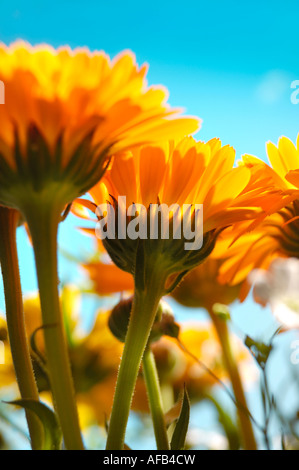 Jaune Orange fleurs Daisy Banque D'Images