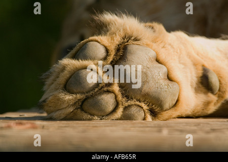 Lion (Panthera leo) (utilisation contrôlée) Banque D'Images