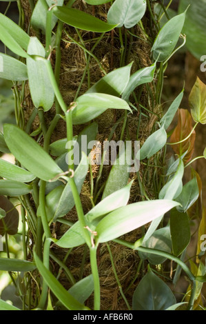 Plante grimpante de vanille (Orchidaceae Vanilla planifolia) avec des feuilles vertes luxuriantes poussant sur un support mousselé en Amérique. Banque D'Images