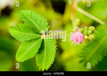 Gros plan de plante sensible ou herbe endormie Fabaceae Mimosa pudica avec fleur rose et feuilles vertes bipinnées dans un cadre naturel extérieur. Banque D'Images