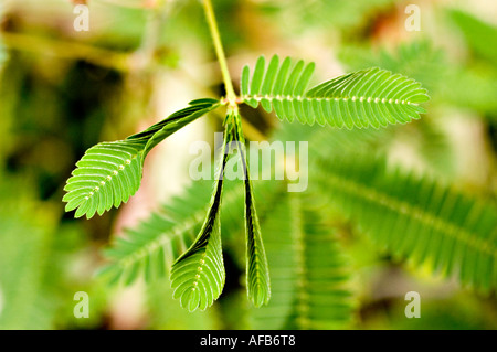 Gros plan d'une plante sensible ou d'une herbe endormie (Mimosa pudica) avec des feuilles pliées après le toucher. Fabaceae espèce montrant un mouvement thigmonastique. Banque D'Images