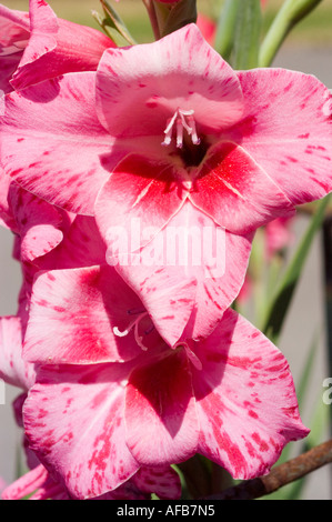 Pétales mouchetés roses et rouges vibrantes d'une fleur de Gladiolus Bibi dans un gros plan détaillé, mettant en valeur ses motifs uniques et sa texture délicate. Banque D'Images