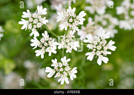 Fleurs blanches des Apiaceae coriandre Coriandrum sativum Banque D'Images
