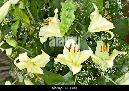 Arrangement de fleurs de l'hémérocalle jaune blanc ou lis du jour Conca Dor lilaceae lilium Banque D'Images