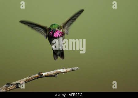 Homme Colibri calliope Stellula calliope) (en vol Banque D'Images