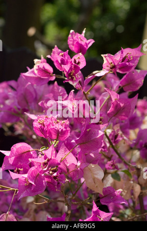 Fleurs violettes vibrantes de Bougainvillea ou fleurs de papier Nyctaginaceae bougainvillea glabra fleurissant dans un jardin, vue rapprochée. Banque D'Images