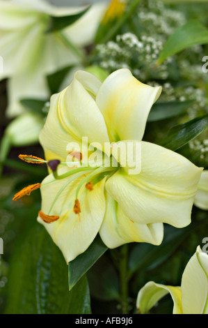 Arrangement de fleurs de l'hémérocalle jaune blanc ou lis du jour Conca Dor lilaceae lilium Banque D'Images