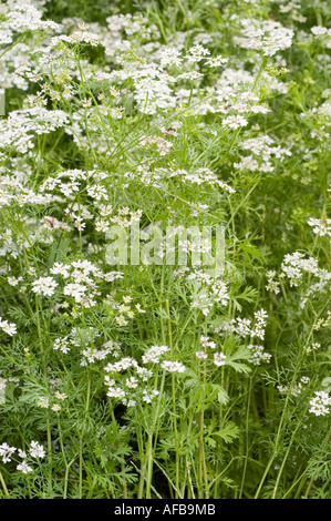 Fleurs blanches des Apiaceae coriandre Coriandrum sativum Banque D'Images