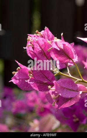 Fleurs violettes vibrantes de Bougainvillea ou fleurs de papier Nyctaginaceae bougainvillea glabra fleurissant sur une branche. Banque D'Images