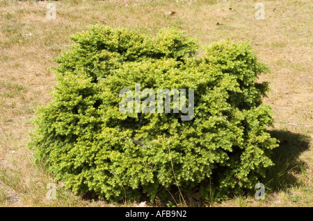 La pruche du Canada Tsuga canadensis Pinaceae Nana Banque D'Images