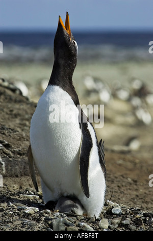 Un adulte Gentoo pingouin sur le nid l'affichage Banque D'Images