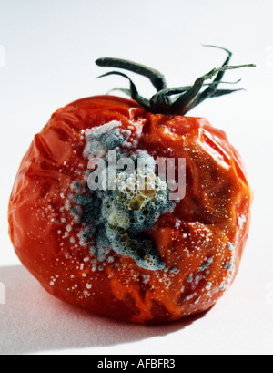 Tomate pourrie Banque D'Images