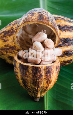 L'usine de cacao, husk et haricots on leaf Banque D'Images