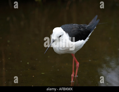 Black-winged stilt pataugeant dans l'eau et la recherche de nourriture. Banque D'Images