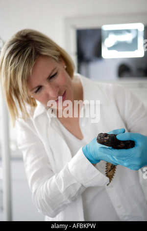 Le zoo vétérinaire du zoo Allwetterzoo Dr Sandra Silinski durant son travail Banque D'Images