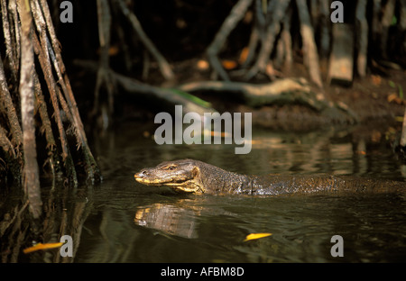 Tioman varan natation Banque D'Images