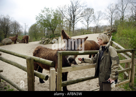 Le zoo vétérinaire du zoo Allwetterzoo Dr Sandra Silinski avec les ânes du Poitou Banque D'Images