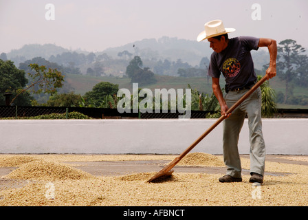 Travailleur agricole café grains de café pour se sécher au soleil, Finca Santa Margarita, Coban, Alta Verapaz, Guatemala Banque D'Images