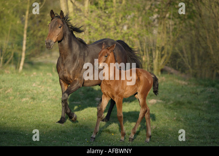 Anglo-Arabian avec cheval poulain on meadow Banque D'Images