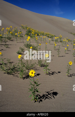 Tournesols Prairie Great Sand Dunes National Park Colorado USA Banque D'Images