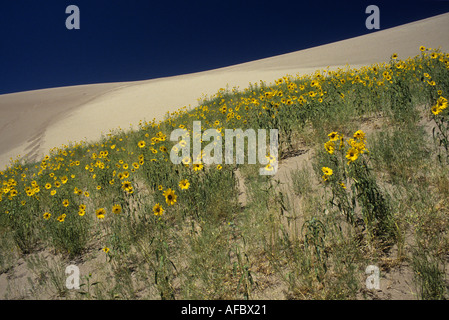 Tournesols Prairie Great Sand Dunes National Park Colorado USA Banque D'Images