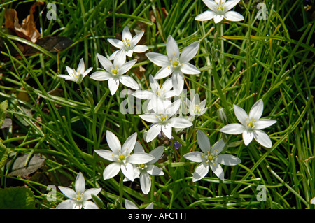 Close up d'un groupe de fleurs en forme de White Star (étoile de Bethléem) Banque D'Images