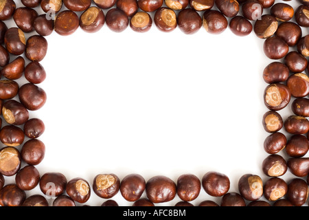 Frontière de Conker isolé sur fond blanc Banque D'Images