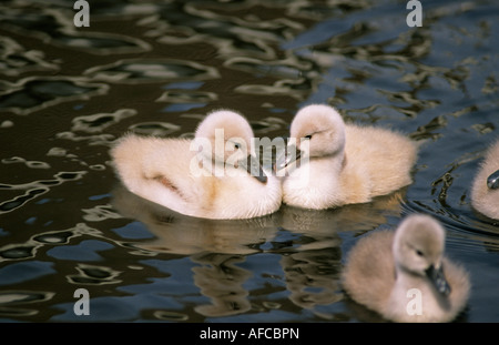 Pays-bas Graveland canetons Cygne tuberculé Cygnus olor Banque D'Images