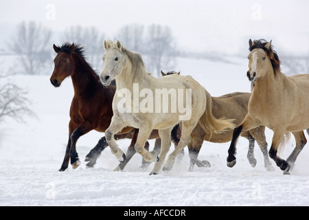 Poney Connemara. Le galop troupeau dans la neige Banque D'Images