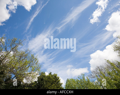 Tree Tops contre un ciel bleu avec des nuages Banque D'Images