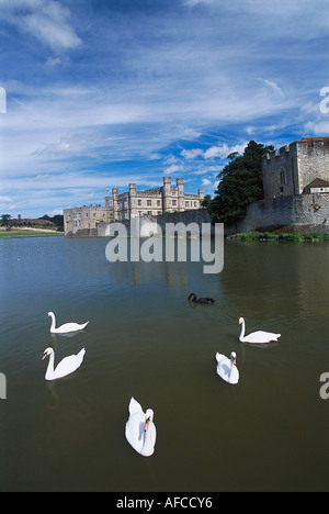Les Cygnes, Le Château de Leeds, près de Maidstone, Kent Angleterre Banque D'Images