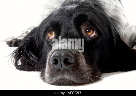 Plan studio d'un chien Munsterlander géant noir et blanc sur fond blanc. Banque D'Images