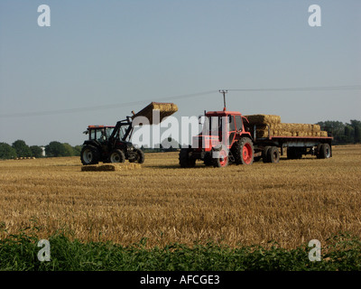 La mise en balles de foin dans la campagne anglaise. Balles rectangulaires de levage sur une remorque. Banque D'Images