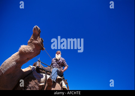 Noel Fullerton's Camel Safari, Stuarts bien, près d'Alice Springs NT, Australie Banque D'Images