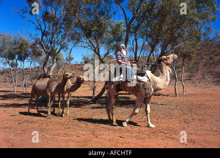 Noel Fullerton's Camel Safari, Stuarts bien, près d'Alice Springs NT, Australie Banque D'Images