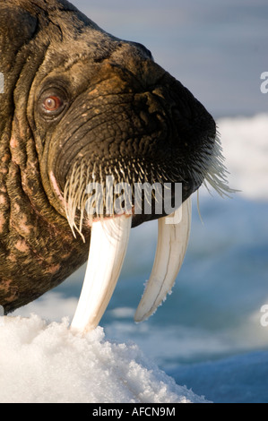 Walrus reposant sur la peau des animaux banquise bouffées de rose lorsqu'il est chaud pour dissiper la chaleur. Portrait Banque D'Images