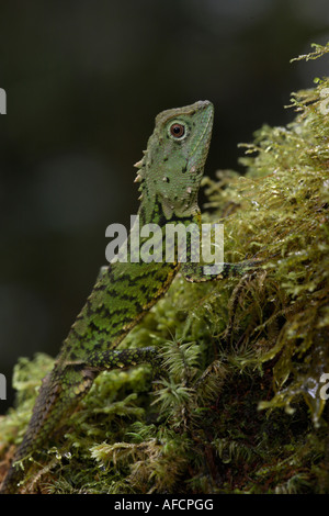 Mountain dragon Phoxophrys cephalum Parc National de Kinabalu Sabah Bornéo Banque D'Images