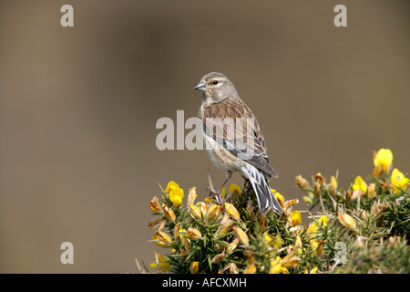 Carduelis cannabina Linnet Dorset femelle Banque D'Images