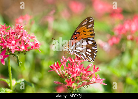 Gulf fritillary (Agraulis vanillae papillon) sur Pentas lanceolata, Oklahoma, USA. Banque D'Images