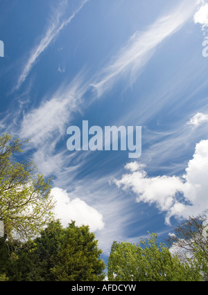 Tree Tops contre un ciel bleu avec des nuages Banque D'Images