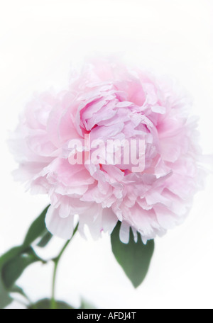 Pivoine rose pâle tourné sur un fond blanc. Banque D'Images