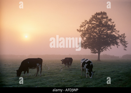 Les vaches dans le champ à l'aube brumeuse nr Milborne Port, Sherborne, Angleterre, Dorset, UK Banque D'Images