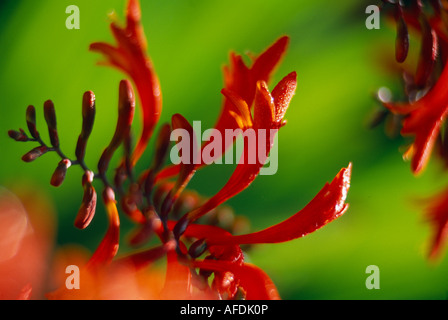 Flower Crocosmia 'Lucifer', Dorset, England, UK Banque D'Images