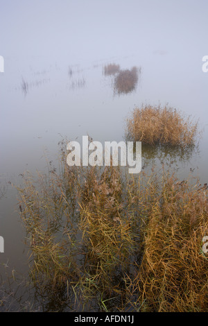 Le brouillard et la végétation riveraine Phragmites sp dans le lac Estany d Ivars Pla d'Urgell Catalogne Espagne Banque D'Images